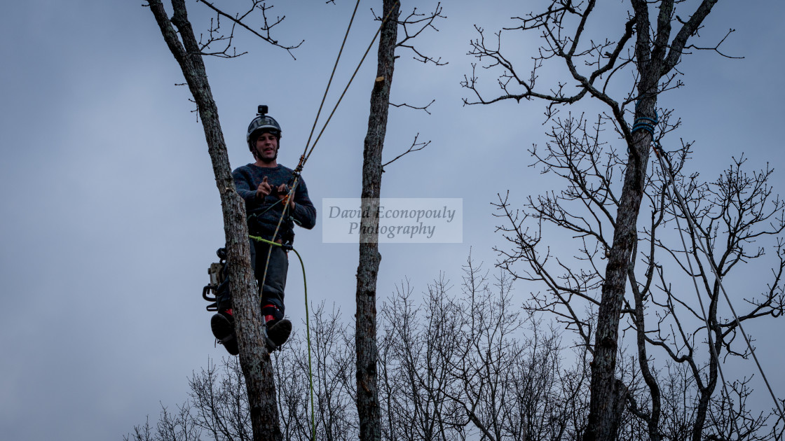 "Worker with chainsaw and helmet cutting down tree" stock image