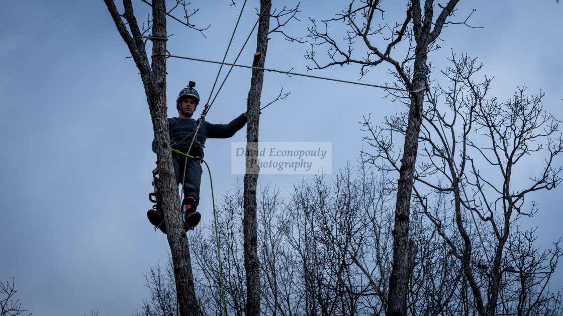 "Worker with chainsaw and helmet cutting down tree" stock image