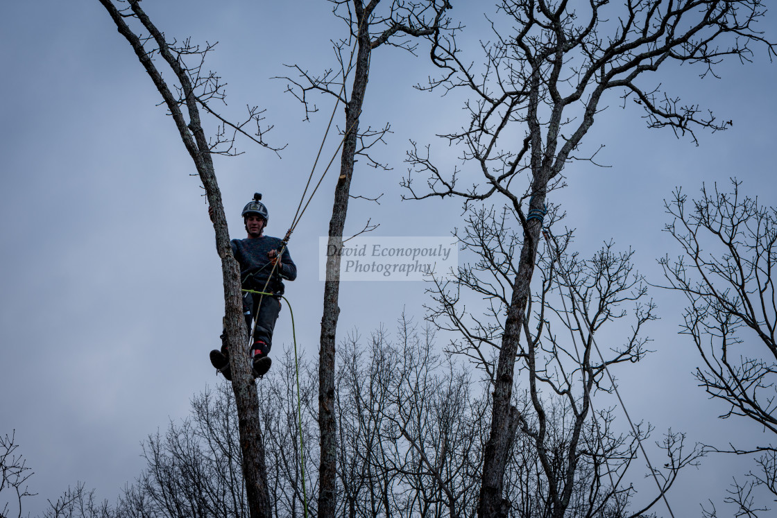 "Worker with chainsaw and helmet cutting down tree" stock image