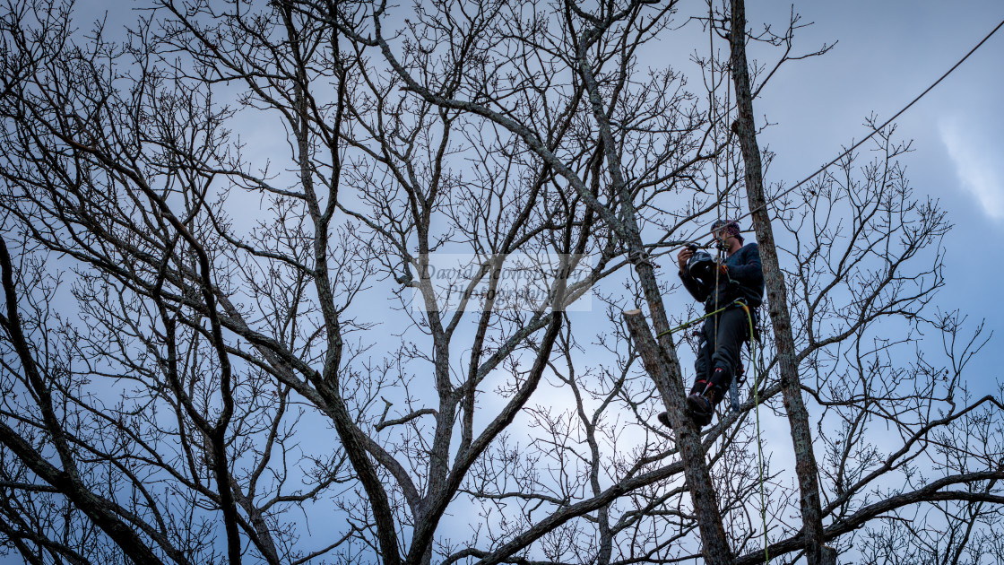 "Worker with chainsaw and helmet cutting down tree" stock image