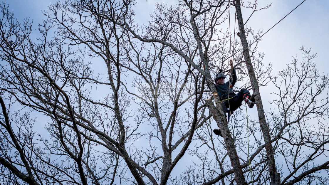 "Worker with chainsaw and helmet cutting down tree" stock image