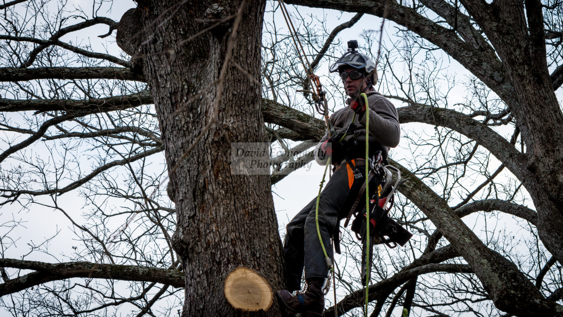 "Worker with chainsaw and helmet cutting down tree" stock image