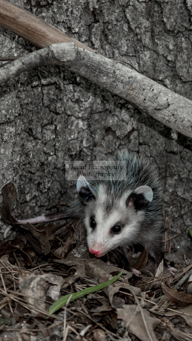"Baby opossum with pink nose standing in leaves in front of tree" stock image