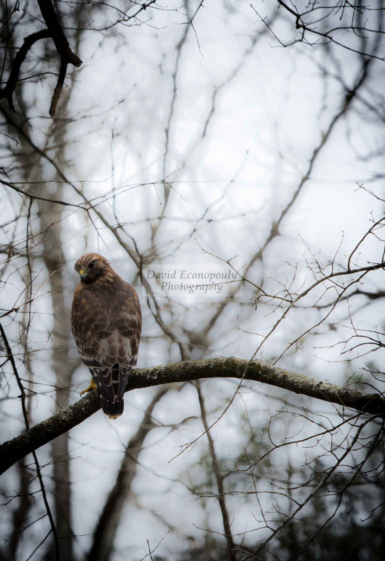 "Red shouldered hawk perched on branch of tree" stock image