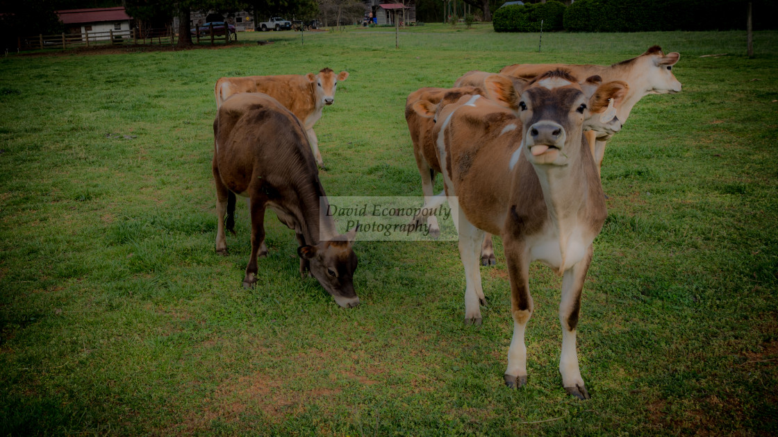 "Small herd of cows standing in a pasture on a farm with one sticking it's..." stock image