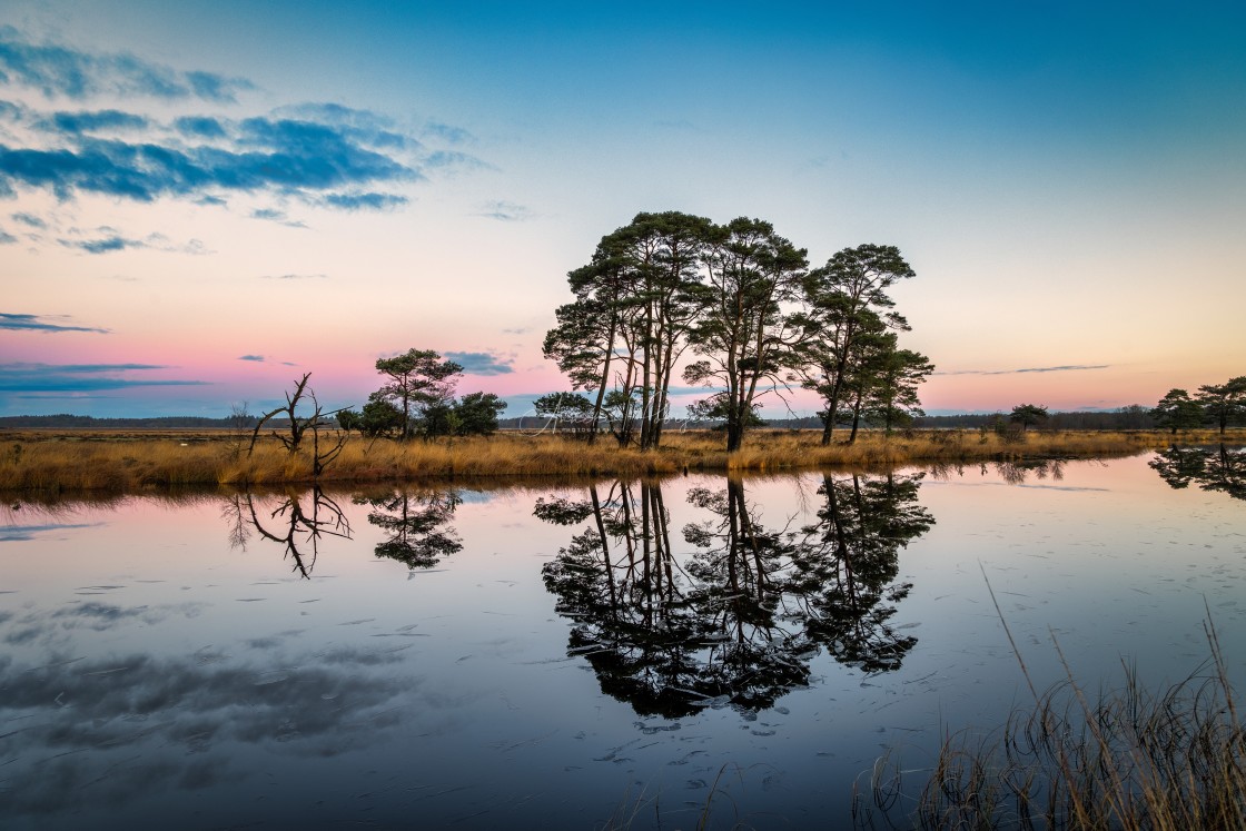 "The trees of Kraloo." by Anneke Hooijer - $12.33 "The trees of Kraloo." stock image