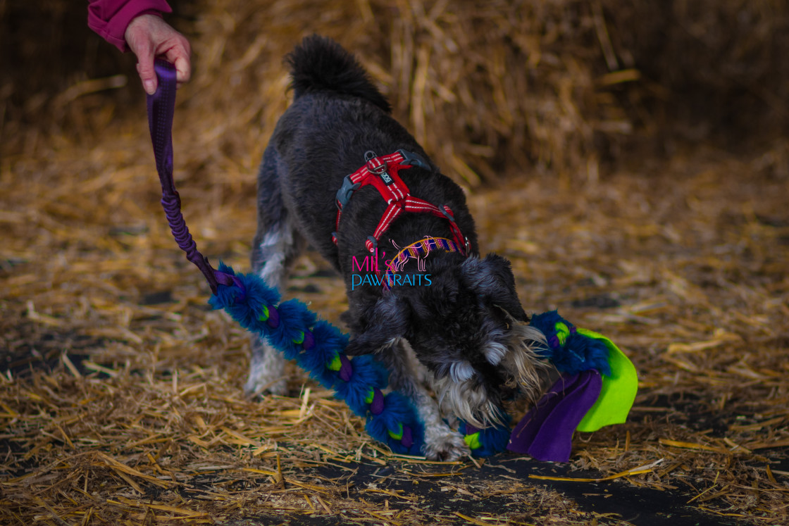 "Barn Hunt Cheshire March 2024" stock image