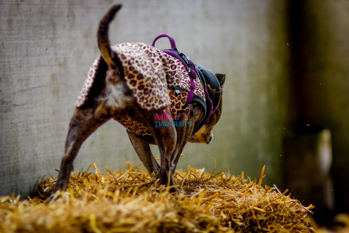 "Barn Hunt Cheshire March 2024" stock image