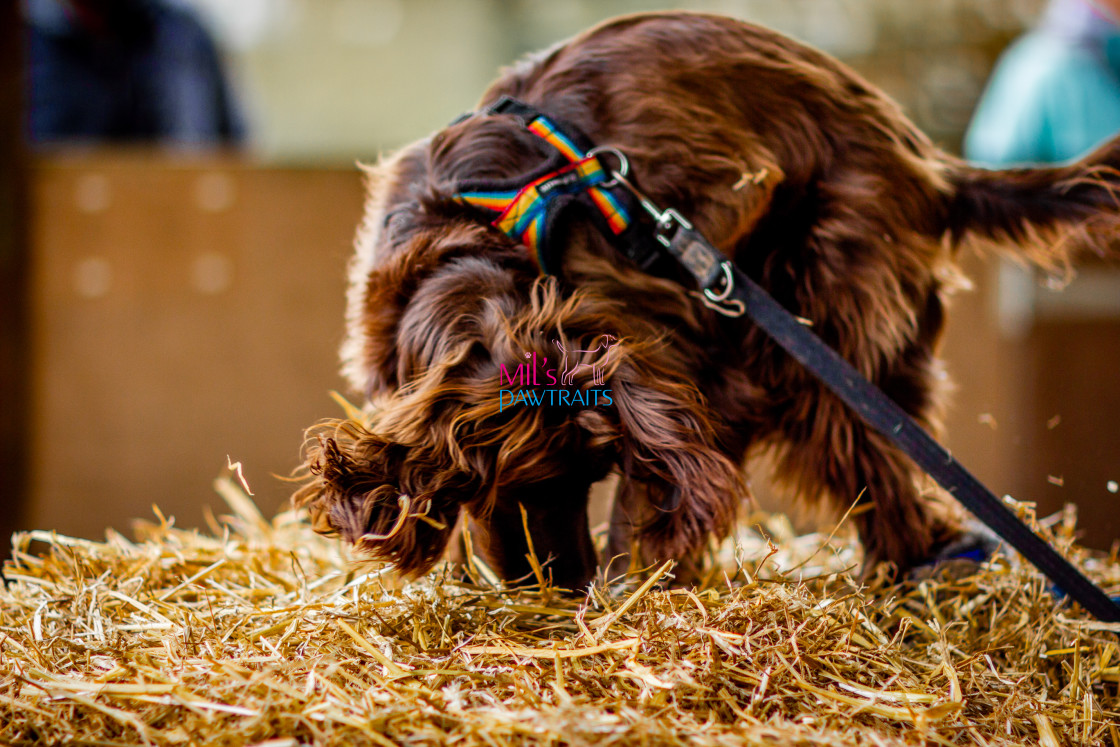 "Barn Hunt Cheshire March 2024" stock image