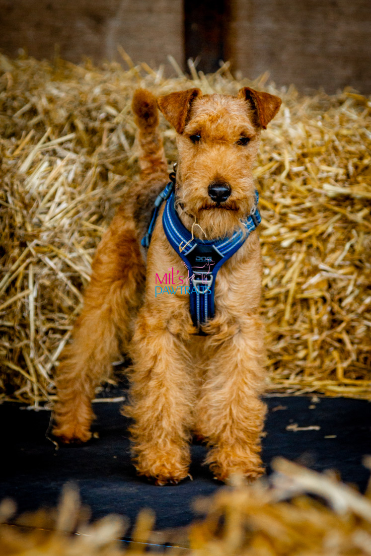 "Barn Hunt Cheshire March 2024" stock image