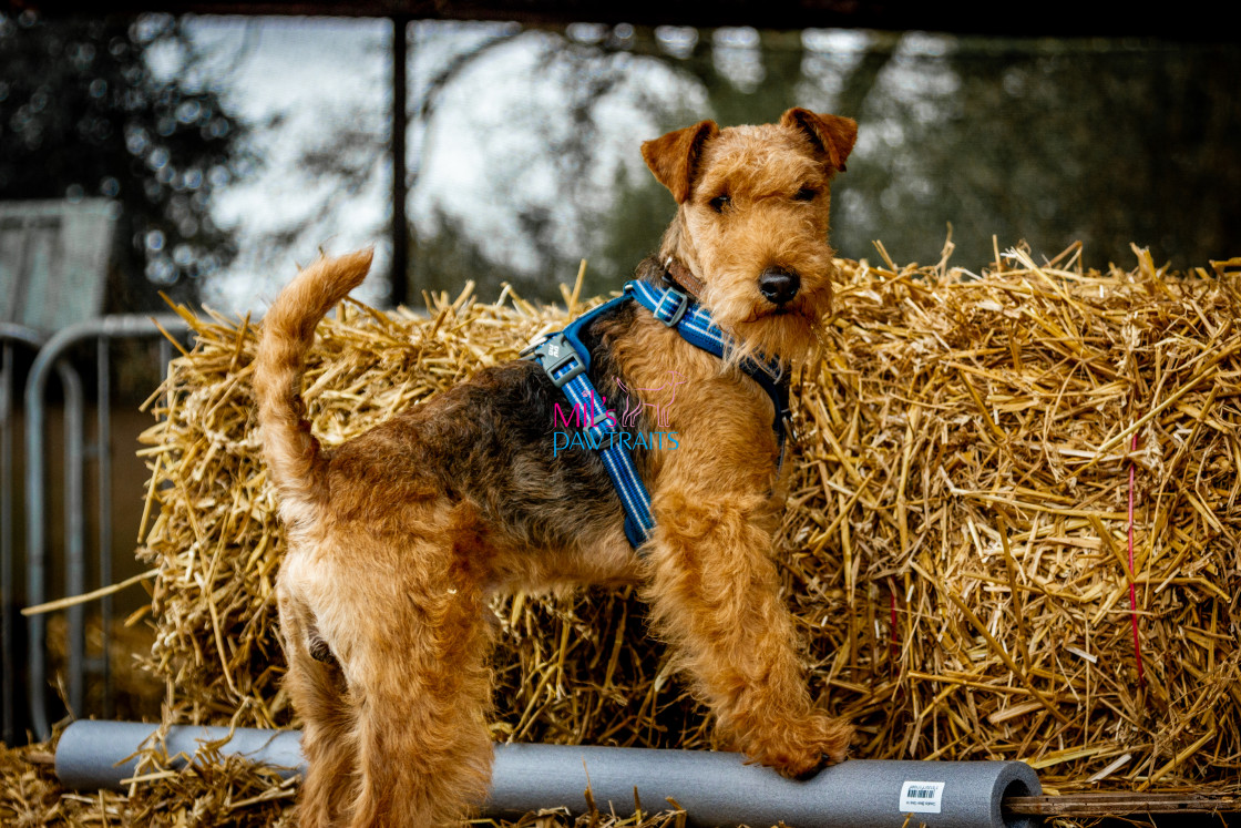 "Barn Hunt Cheshire March 2024" stock image