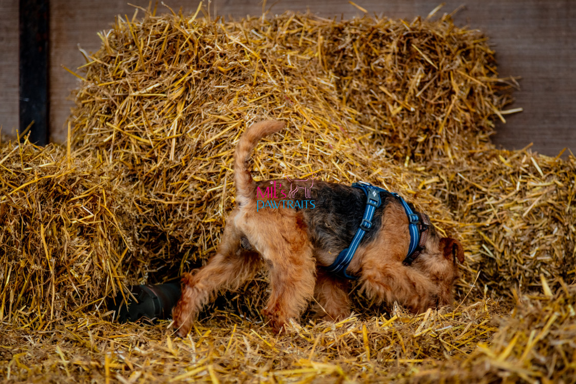 "Barn Hunt Cheshire March 2024" stock image