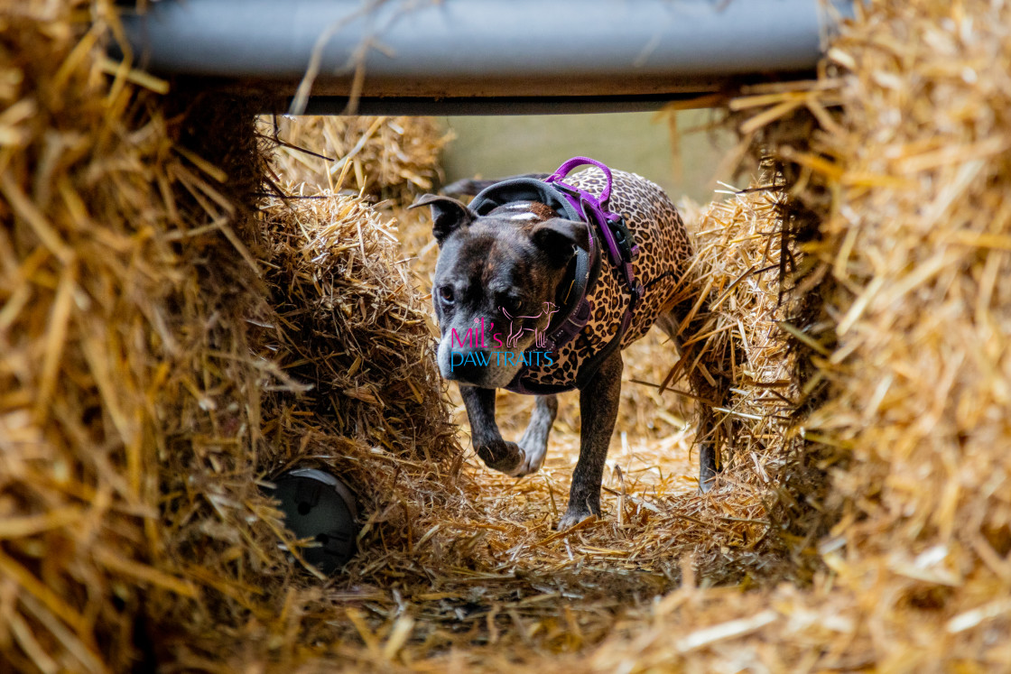 "Barn Hunt Cheshire March 2024" stock image