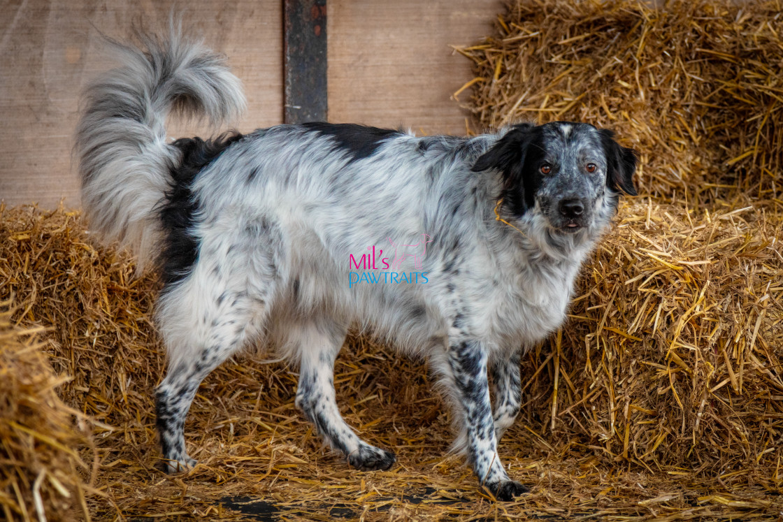 "Barn Hunt Cheshire March 2024" stock image