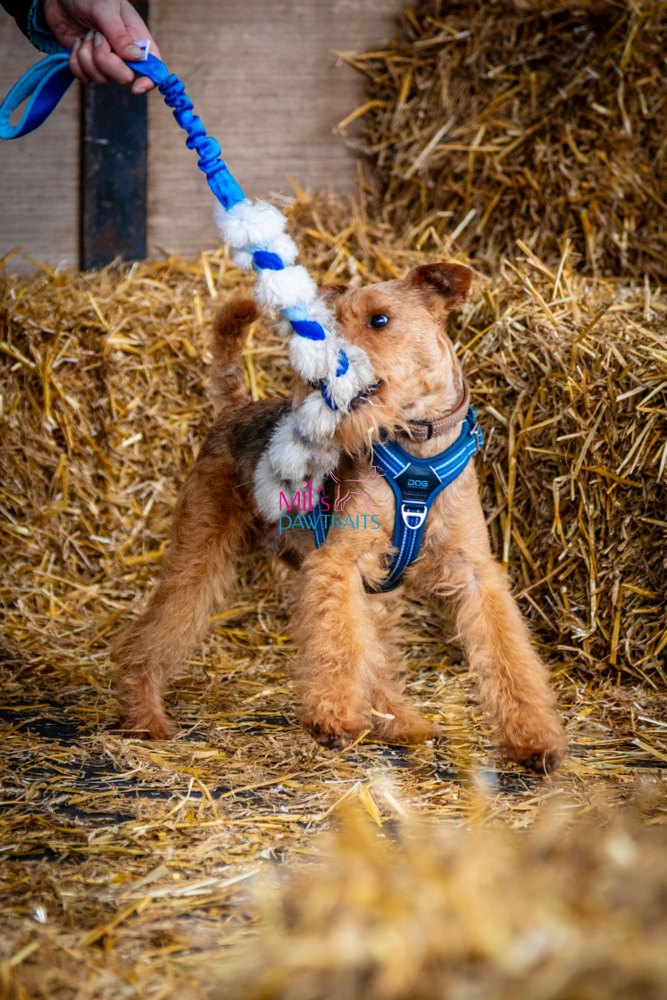 "Barn Hunt Cheshire March 2024" stock image