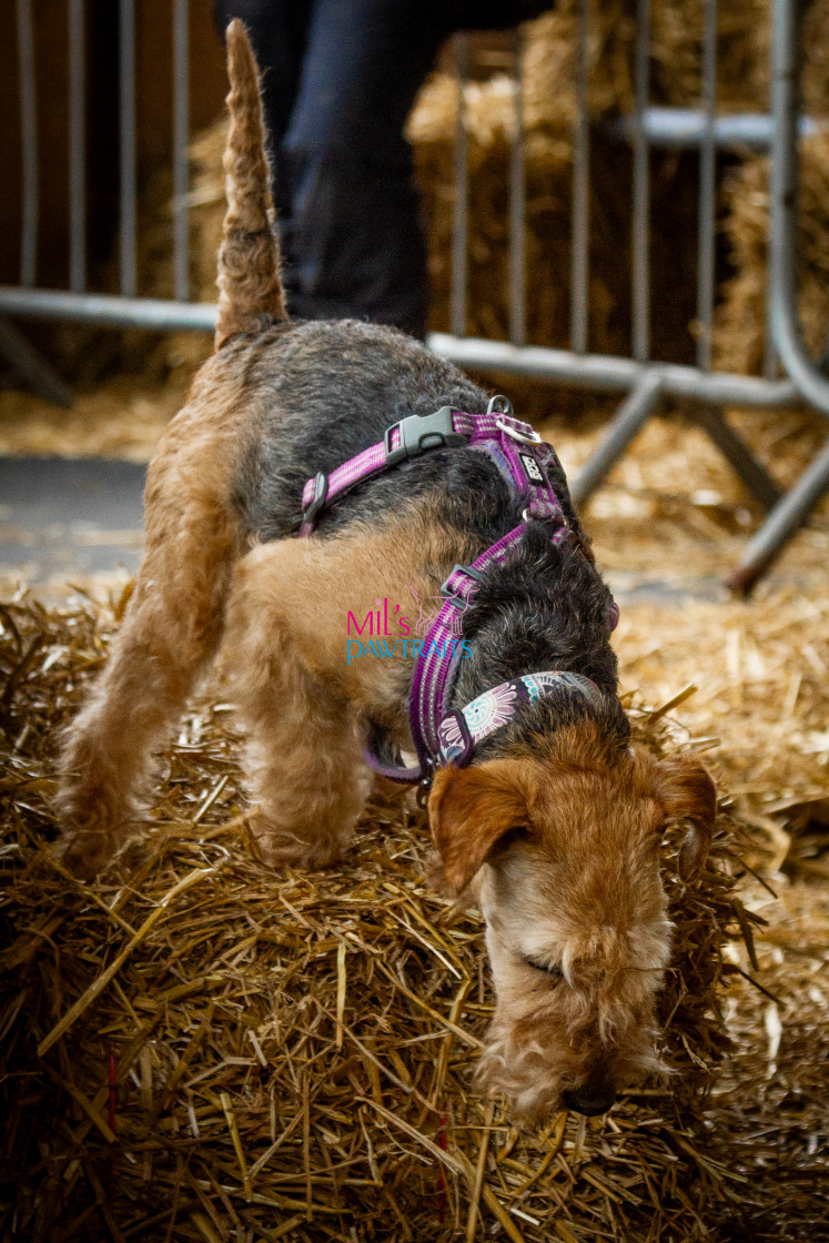 "Barn Hunt Cheshire March 2024" stock image