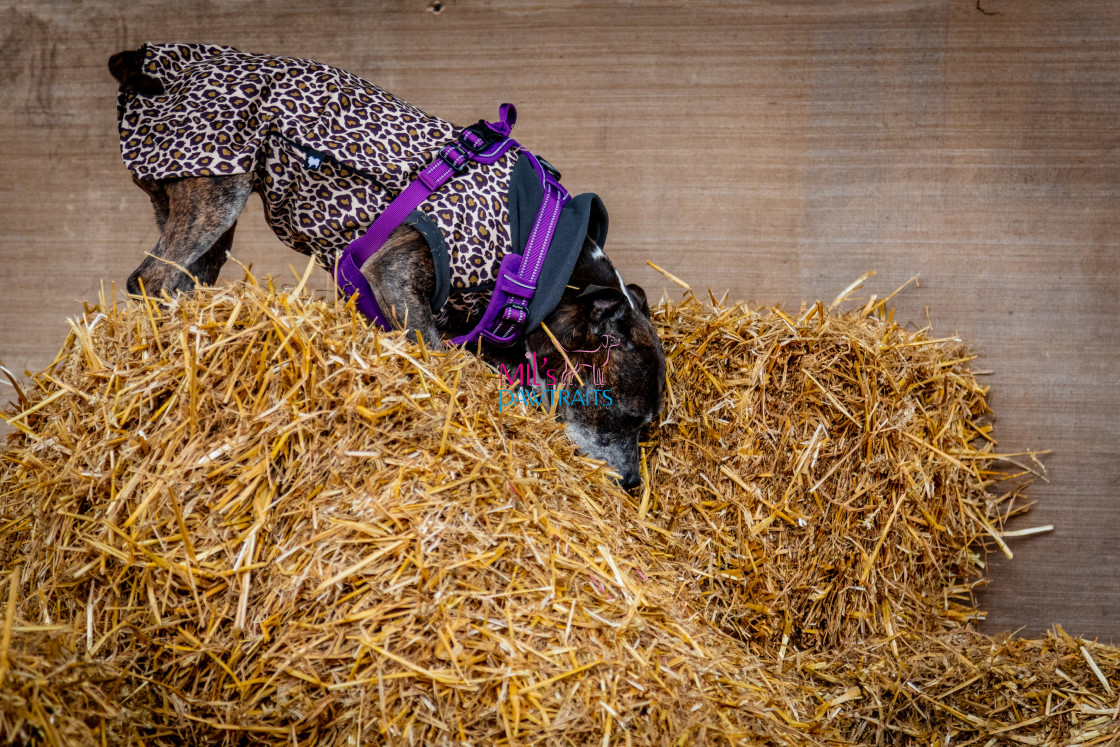 "Barn Hunt Cheshire March 2024" stock image