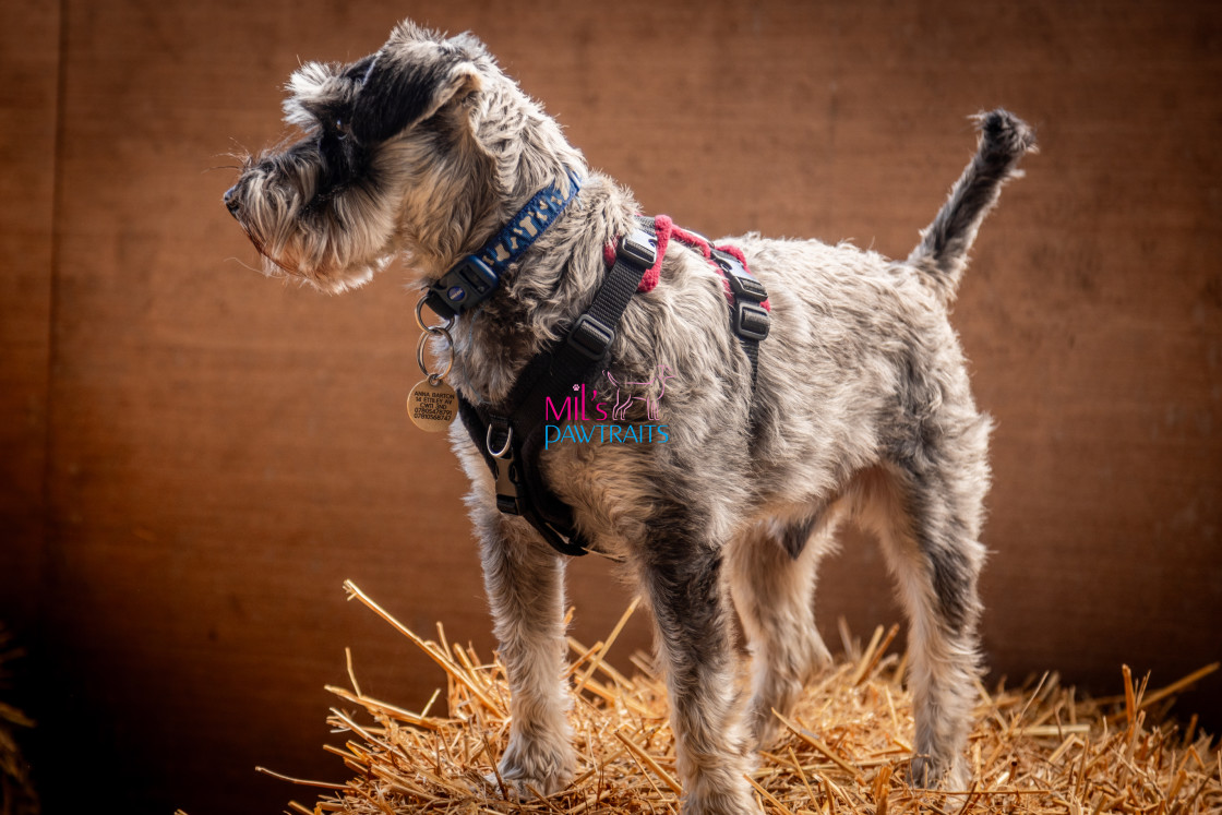 "Barn Hunt Cheshire April 2024" stock image