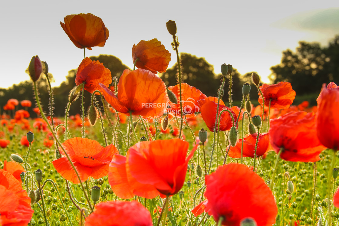 "Poppy fields near Woolverstone" stock image