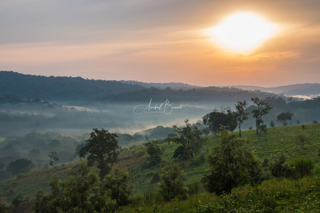 "Sunrise in Bwindi Impenetrable forest" stock image