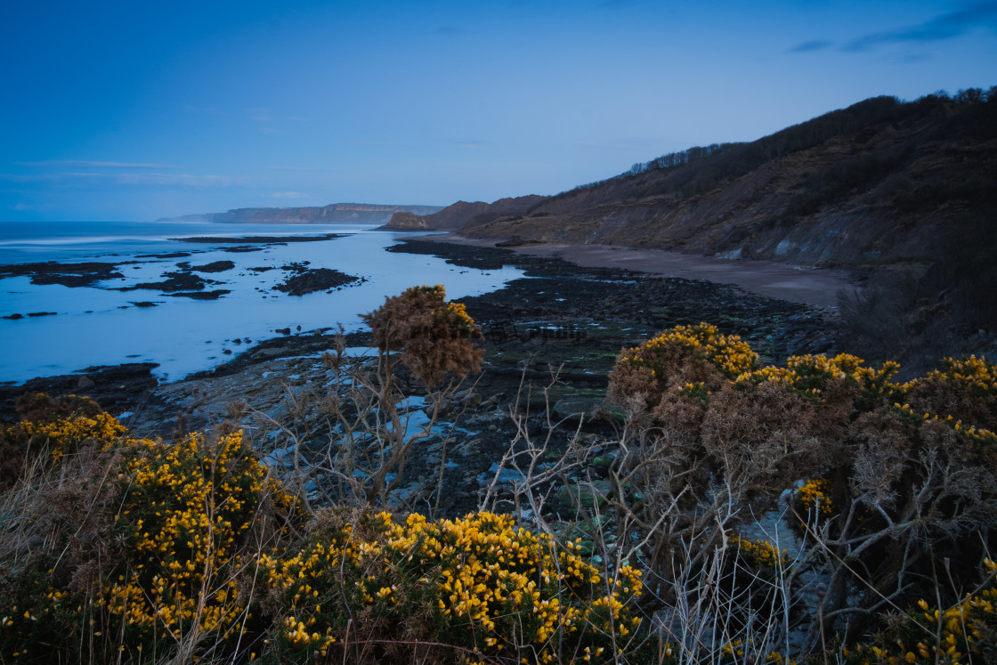"Wild gorse and Blue Hour at Cornelian Bay, North Yorkshire" by Photography by Philip - $14.95 "Wild gorse and Blue Hour at Cornelian Bay, North Yorkshire" stock image