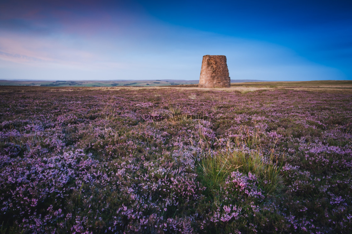 "Ruins of a lead smelting chimney among the blooming heather in the Allen Valleys, North Pennines, Northumberland" by Photography by Philip - $14.95 "Ruins of a lead smelting chimney among the blooming heather in the Allen Valleys, North Pennines, Northumberland" stock image