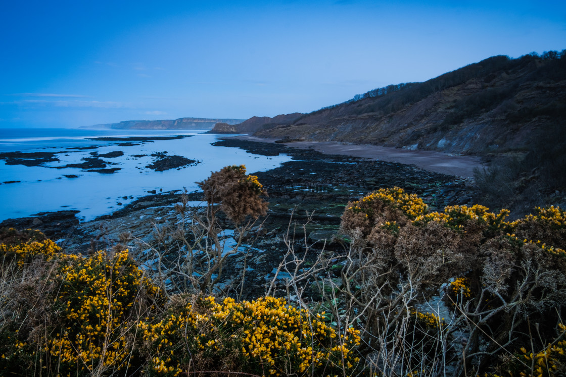 "picfair-014841335-wild-gorse-and-blue-hour-at-cornelian-bay-north-yorkshire-f..." by Photography by Philip - $14.95 "picfair-014841335-wild-gorse-and-blue-hour-at-cornelian-bay-north-yorkshire-f..." stock image