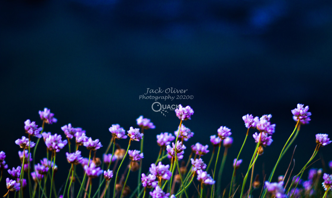 "Growing on the edge" by Jack Oliver - £4.00 "Growing on the edge" stock image