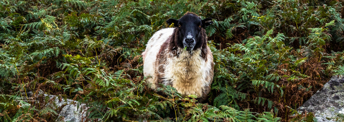"Dartmoor Sheep" by Jack Oliver - £7.50 "Dartmoor Sheep" stock image