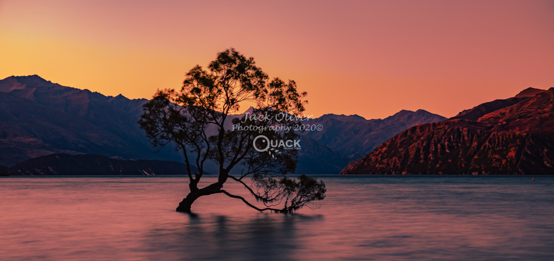"The Wanaka Tree" by Jack Oliver - £10.00 "The Wanaka Tree" stock image
