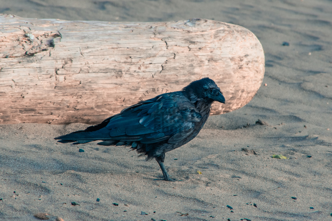 "Sandy Raven" stock image