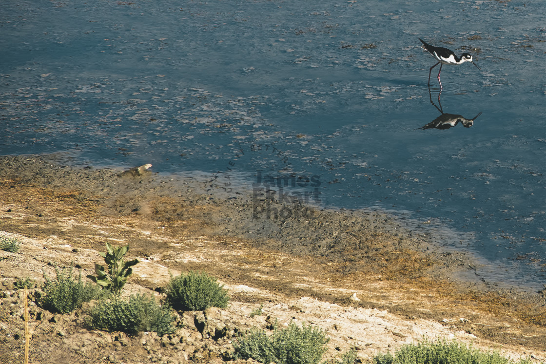 "Sandpiper Feeding" stock image