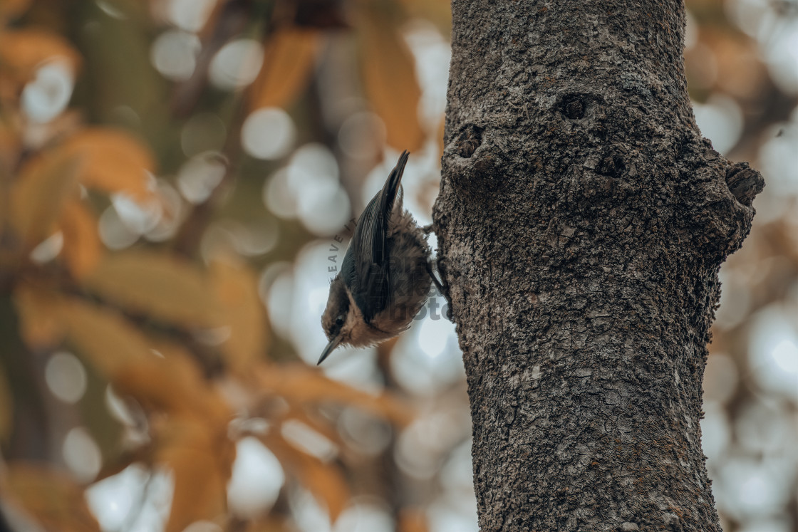 "Peekaboo" stock image