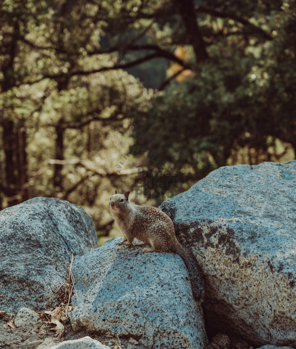 "Fellow Traveler" stock image