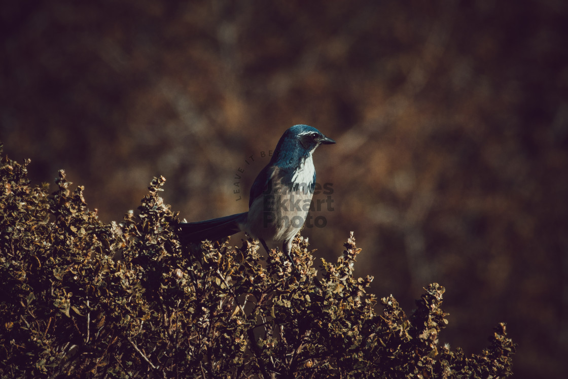 "Blue" stock image