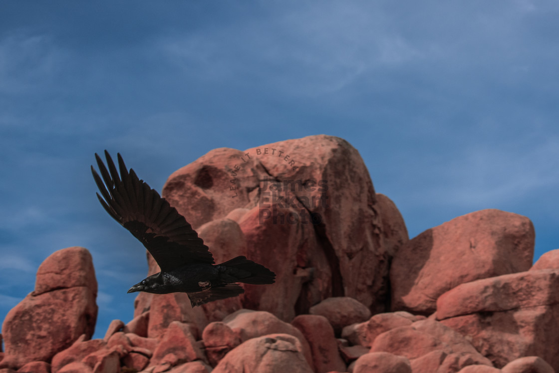 "Candid Corvid" stock image