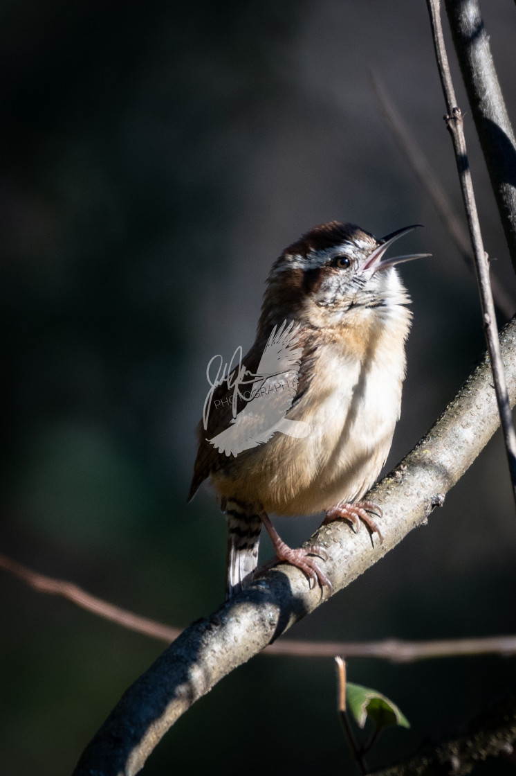 "Carolina Wren" stock image