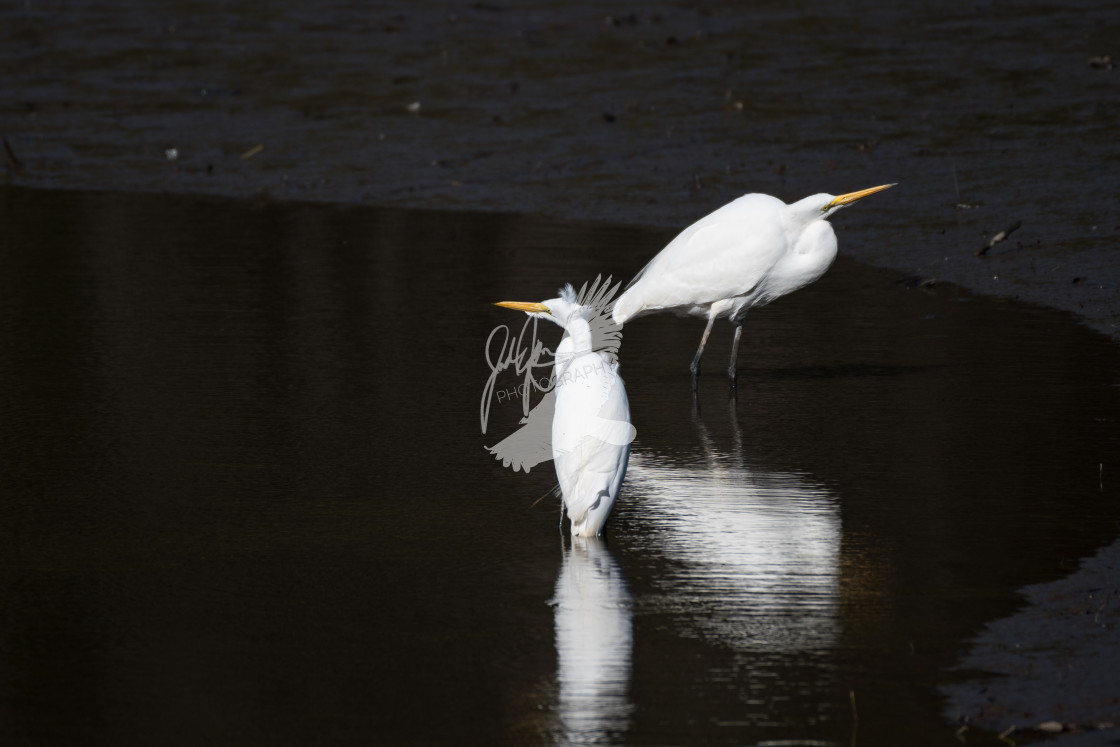 "Great Egrets" stock image