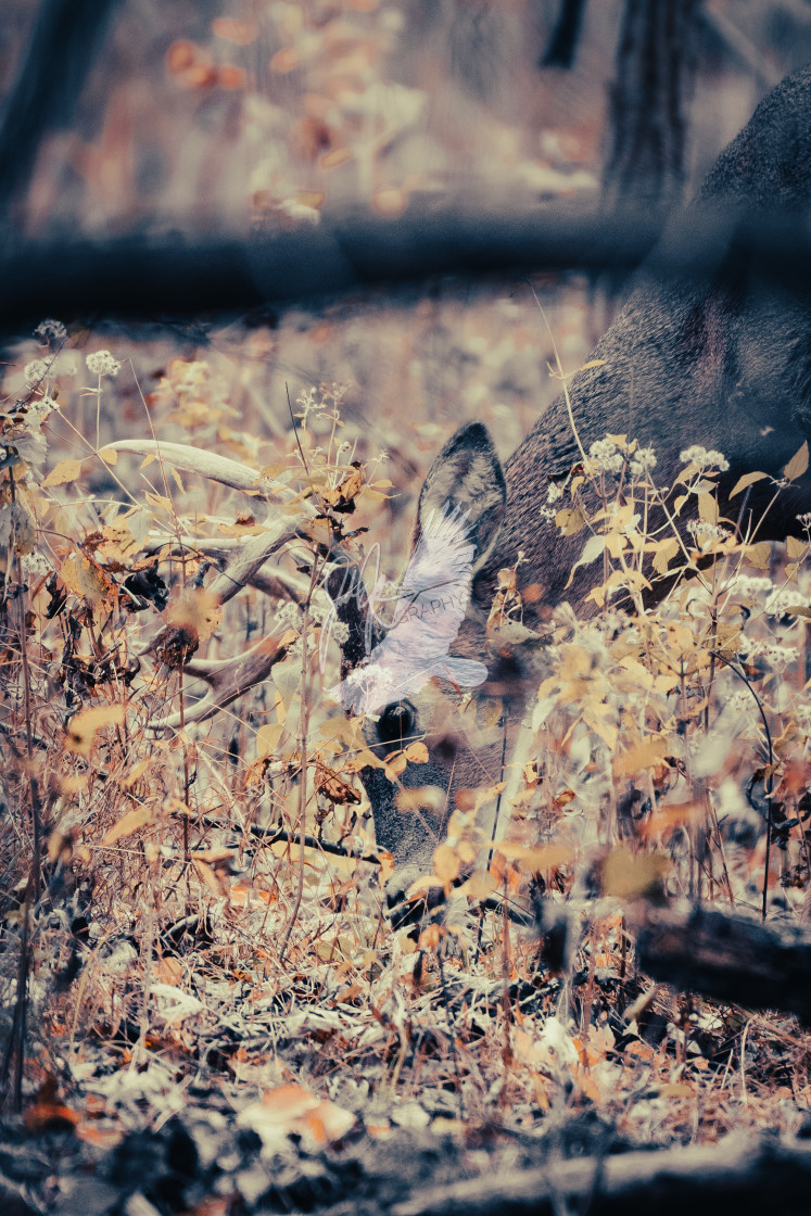 "White Tailed Deer" stock image