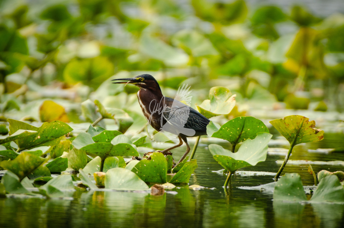 "Green Heron" stock image