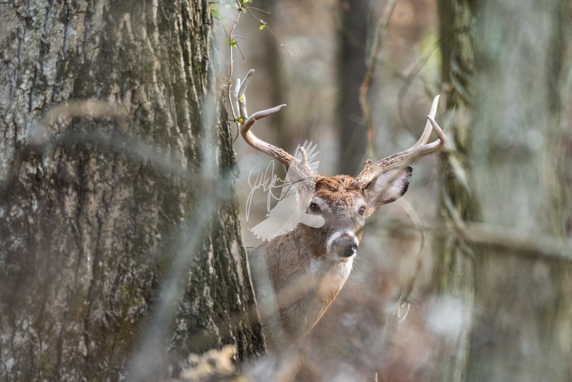 "White Tailed Deer" stock image