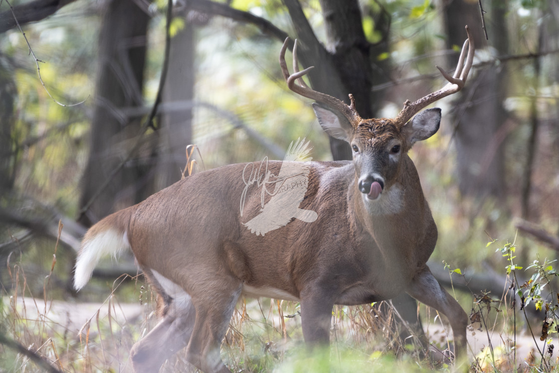 "White Tailed Deer" stock image