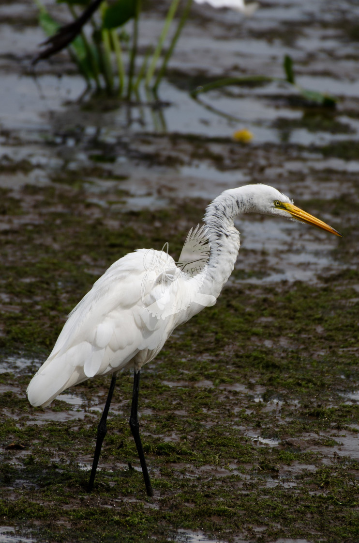 "Great Egret" stock image