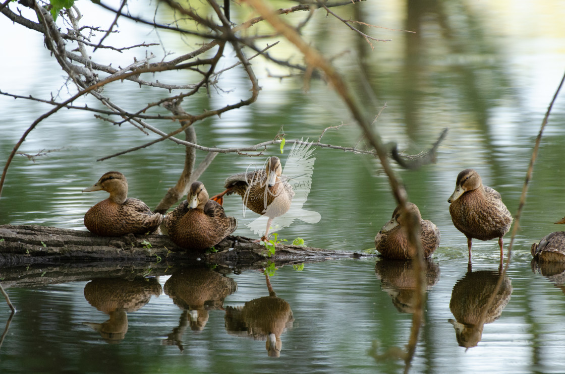 "Ducks On A Log" stock image