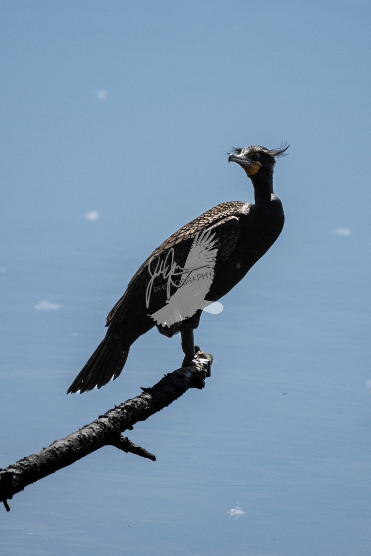 "Double Crested Cormorant" stock image