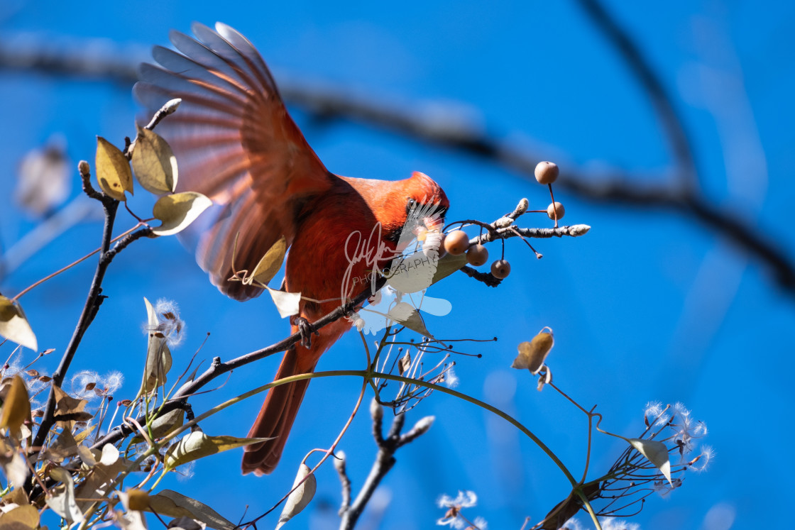 "Northern Cardinal" stock image