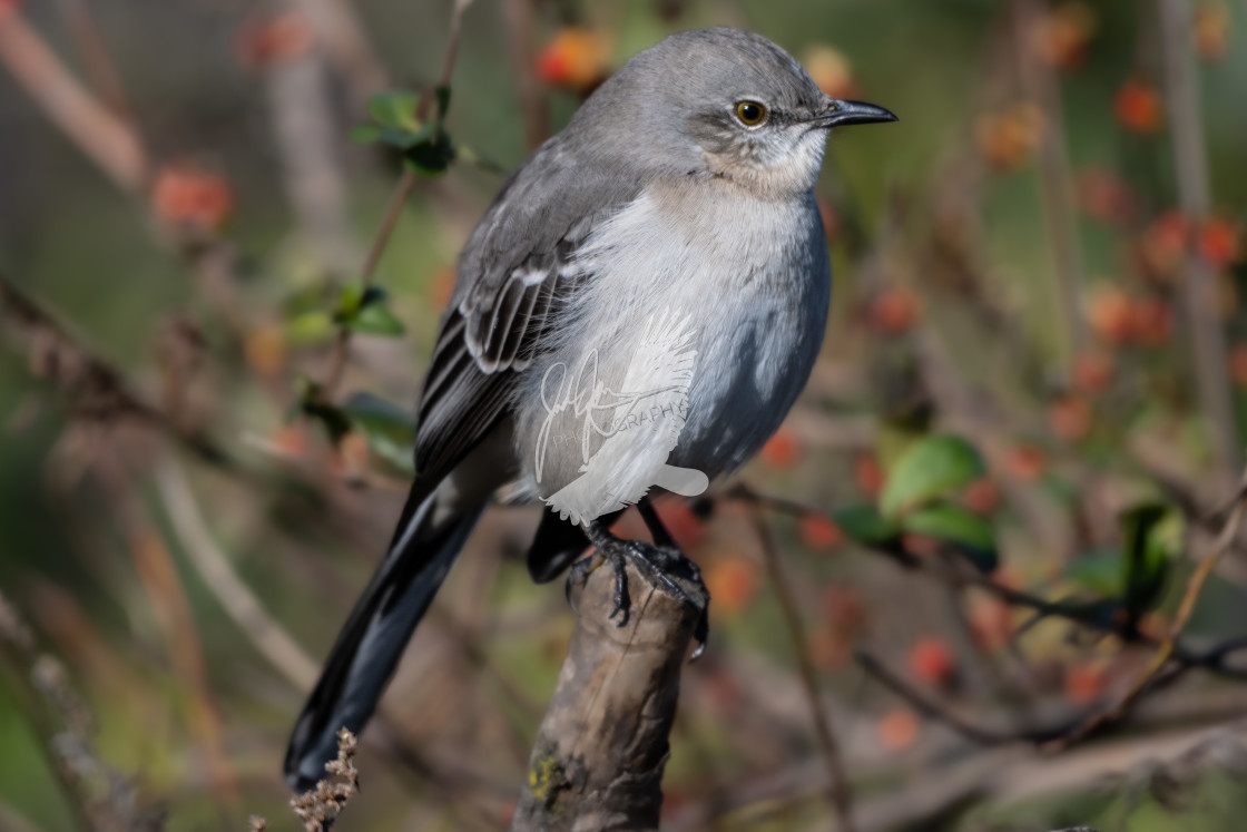 "Northern Mockingbird" stock image