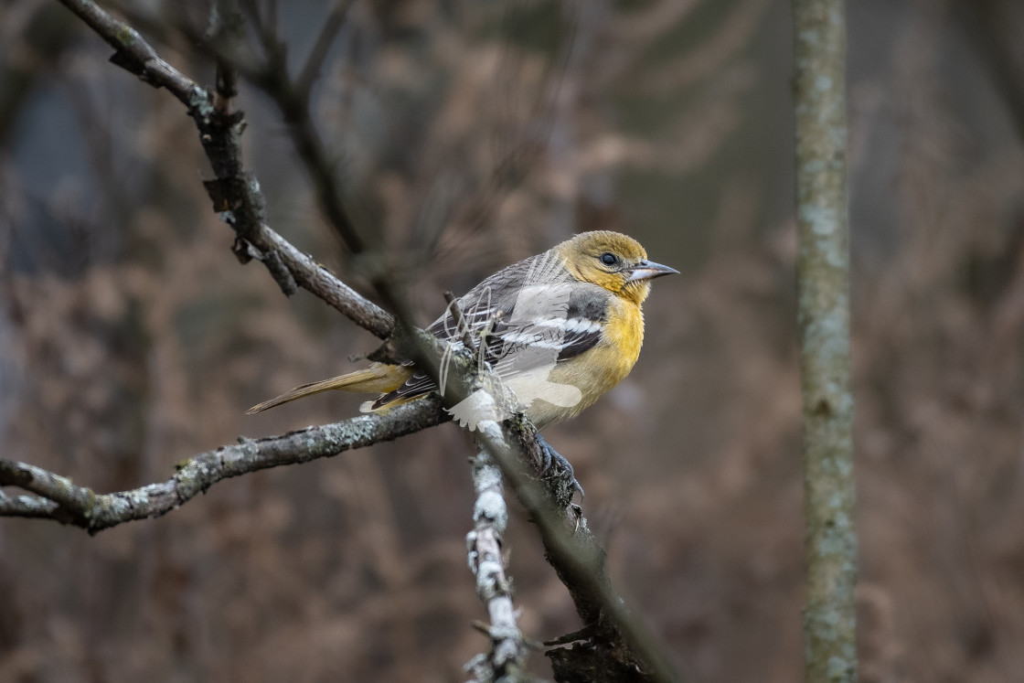 "Baltimore Oriole" stock image