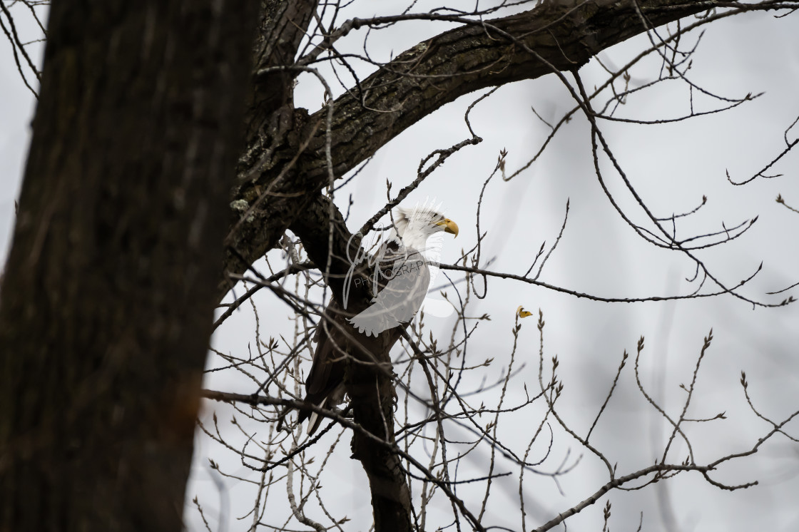 "Bald Eagle in tree" stock image