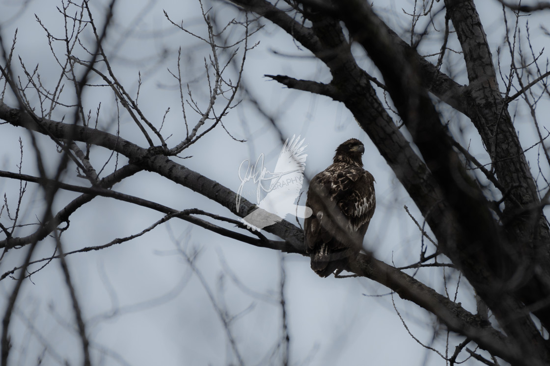 "Juvenile Bald Eagle" stock image